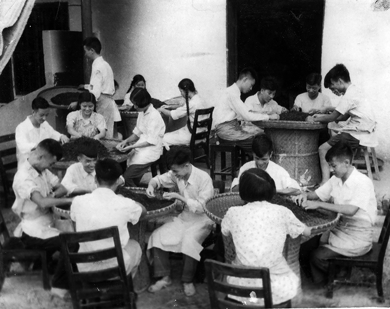 1958年茶学专业学生下茶场劳动锻炼