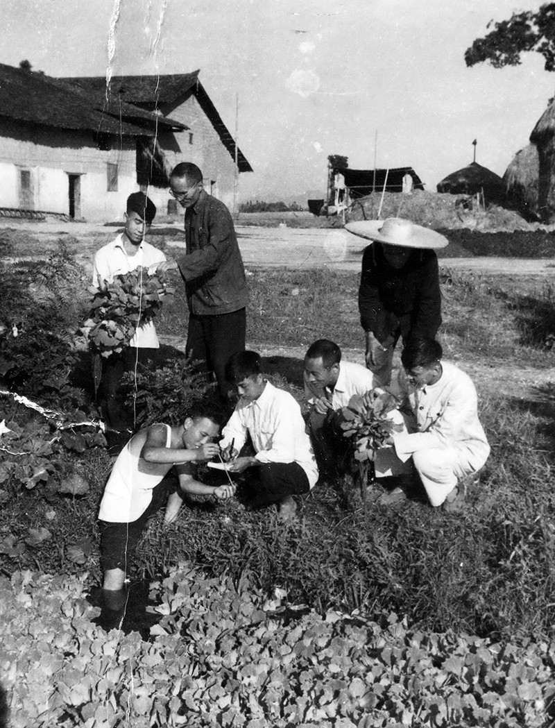 1958年李学恭教授指导畜牧专业学生饲料栽培